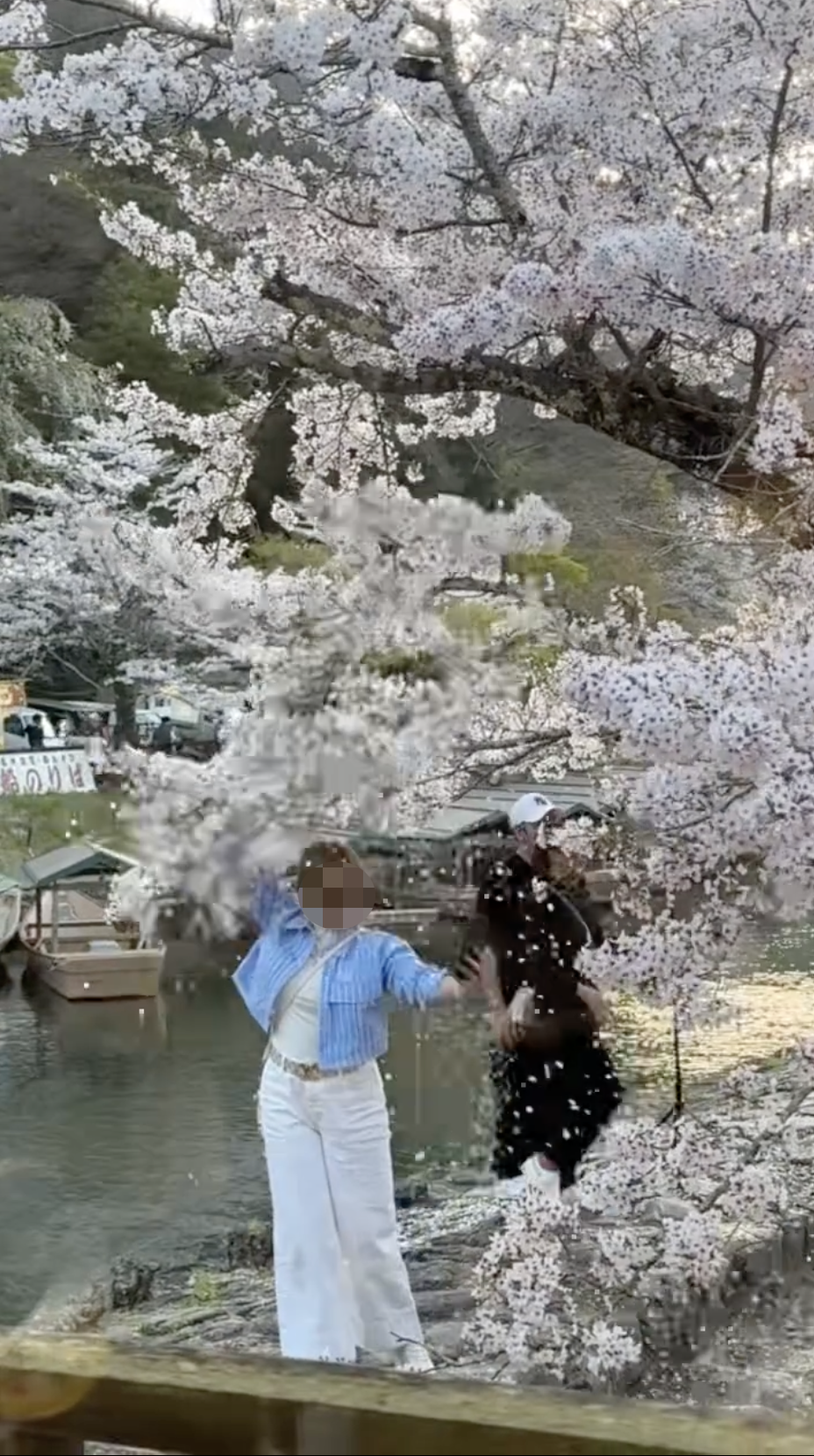 有遊客用力搖晃櫻花樹樹枝