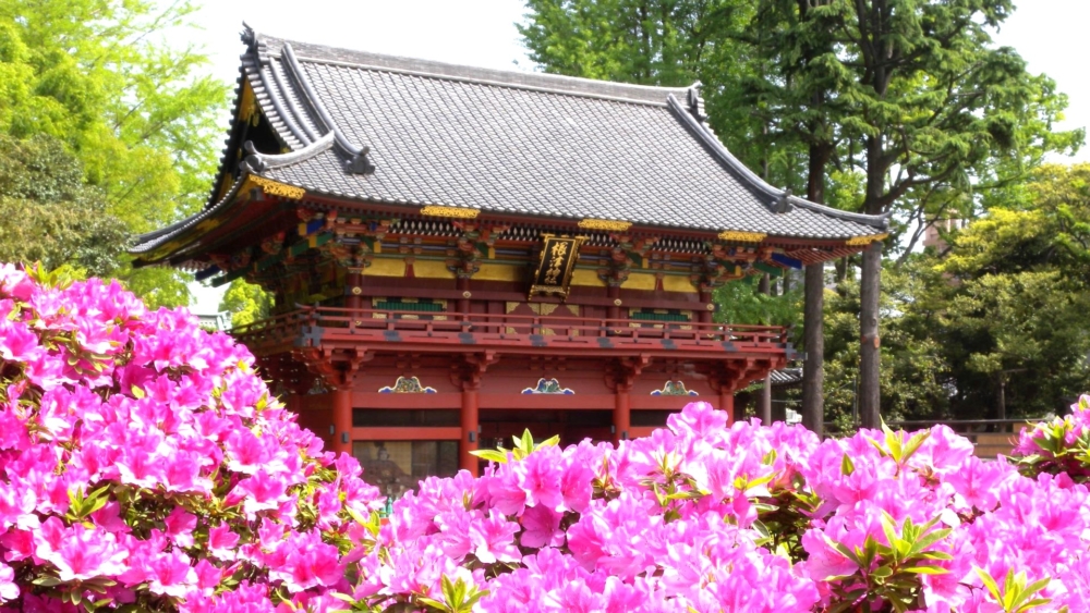 根津神社是東京十社之一,於江戶時期建造的拜殿、唐門及屏風等7種建築,更被指定為日本重要文化遺產~