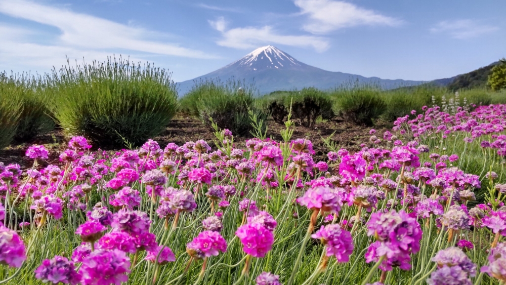 不同品種及顏色的花卉陸續綻放,包括薰衣草、鬱金香及油菜花等~