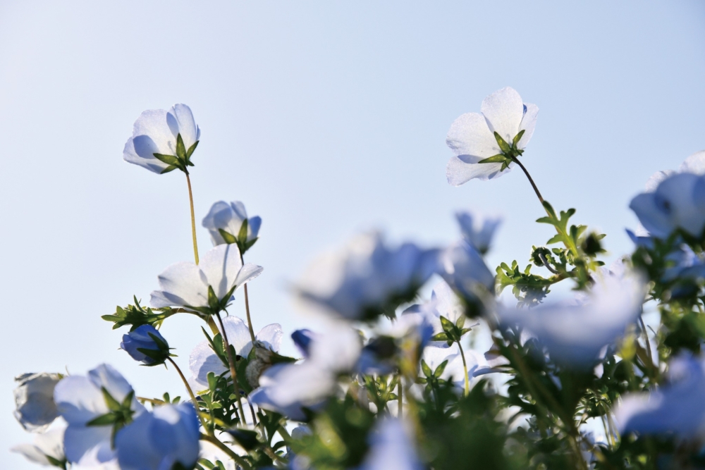 粉蝶花在日本又稱「瑠璃唐草」~