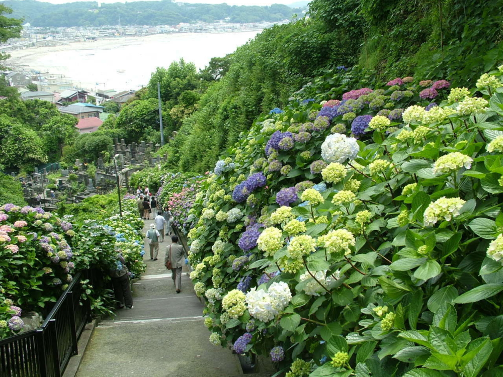 鎌倉繡球花景點：成就院。