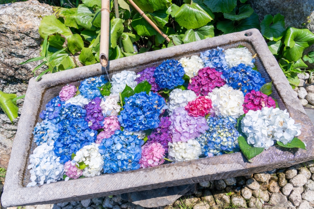 大部分的繡球花的花色是基於土壤酸鹼值而決定～