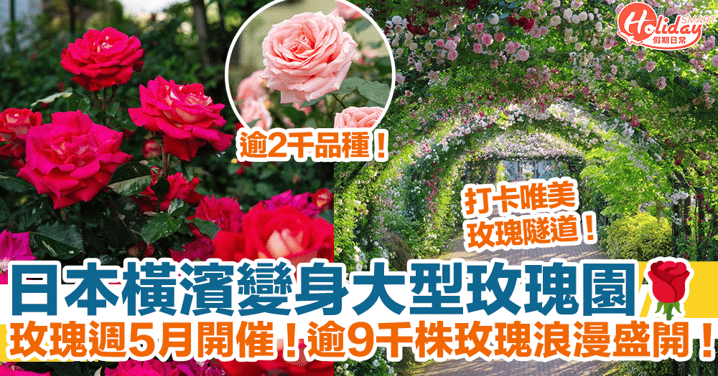 【橫濱景點2024】日本橫濱變身大型玫瑰園！玫瑰週5月開催！逾2千品種、9千株玫瑰浪漫盛開！