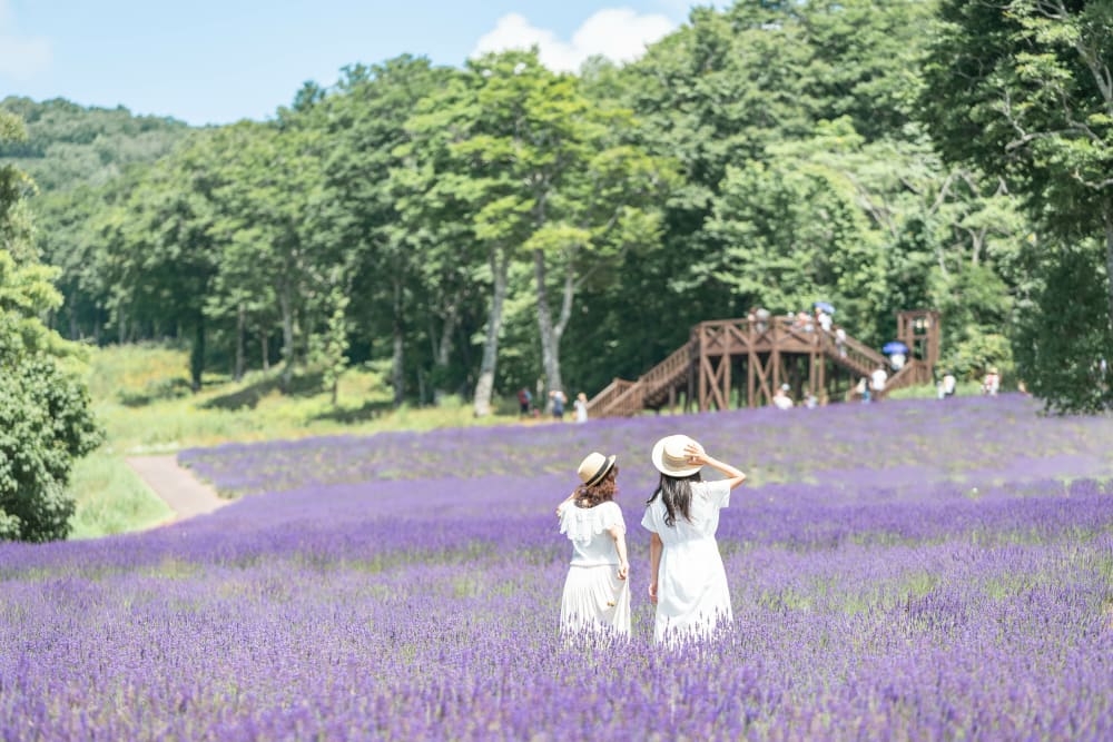 玉原薰衣草公園位於海拔約1,350公尺的高原上,即使夏天都比較涼爽!