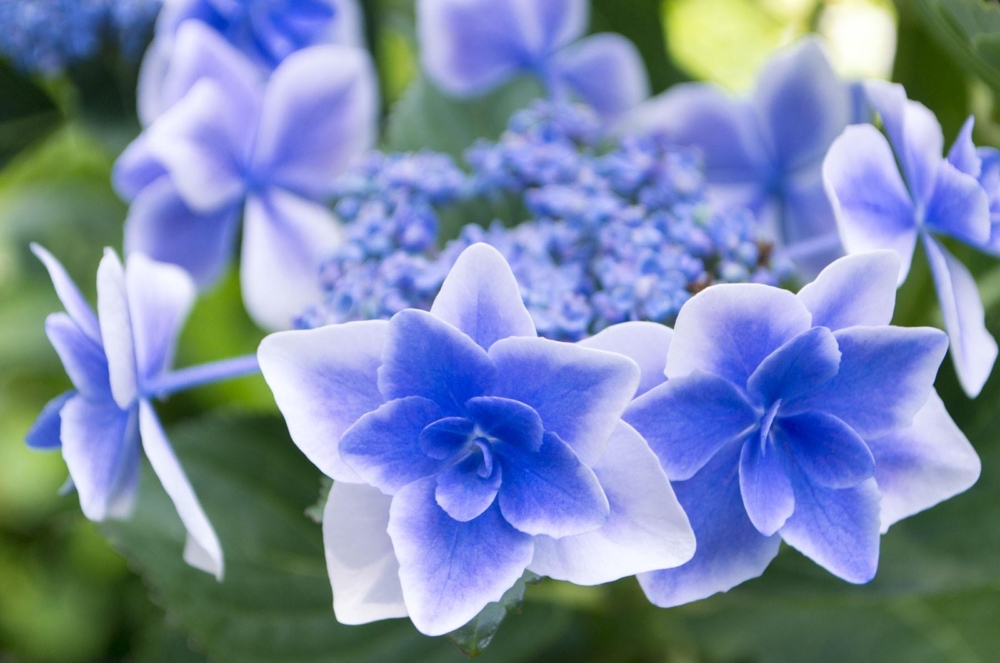 三千院可以觀賞到罕見的星形繡球花～