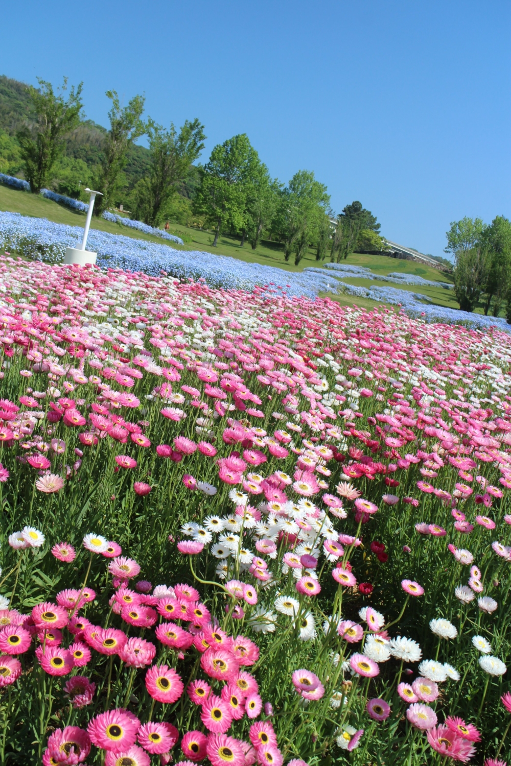 從春天開始各種花卉接力綻放！
