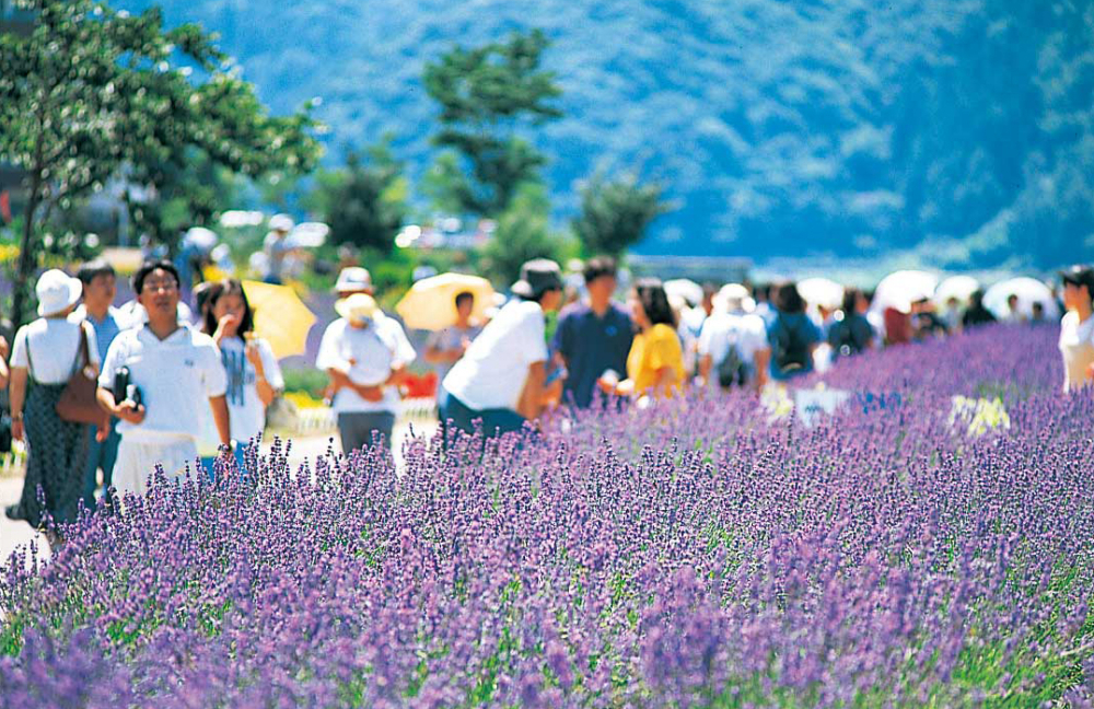 薰衣草祭每年吸引大批海內外遊客，河口湖周邊的住宿需求量在活動期間會大大爆增，建議有興趣參與薰衣草祭並計劃在河口湖留宿的朋友提早預訂住宿～