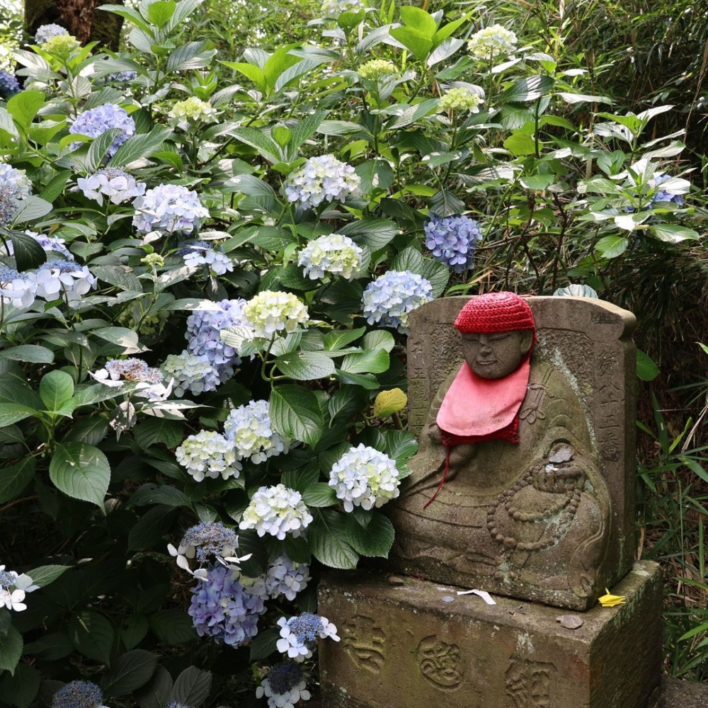 約200個品種、7,500株繡球花在寺廟境內及鄰近的山林中爭豔綻放！