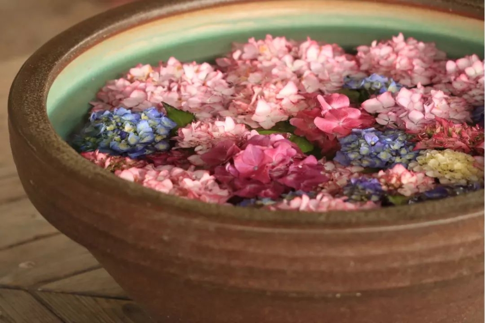 大阪市立長居植物園擁有約30個品種、超過6,000株繡球花齊齊綻放～