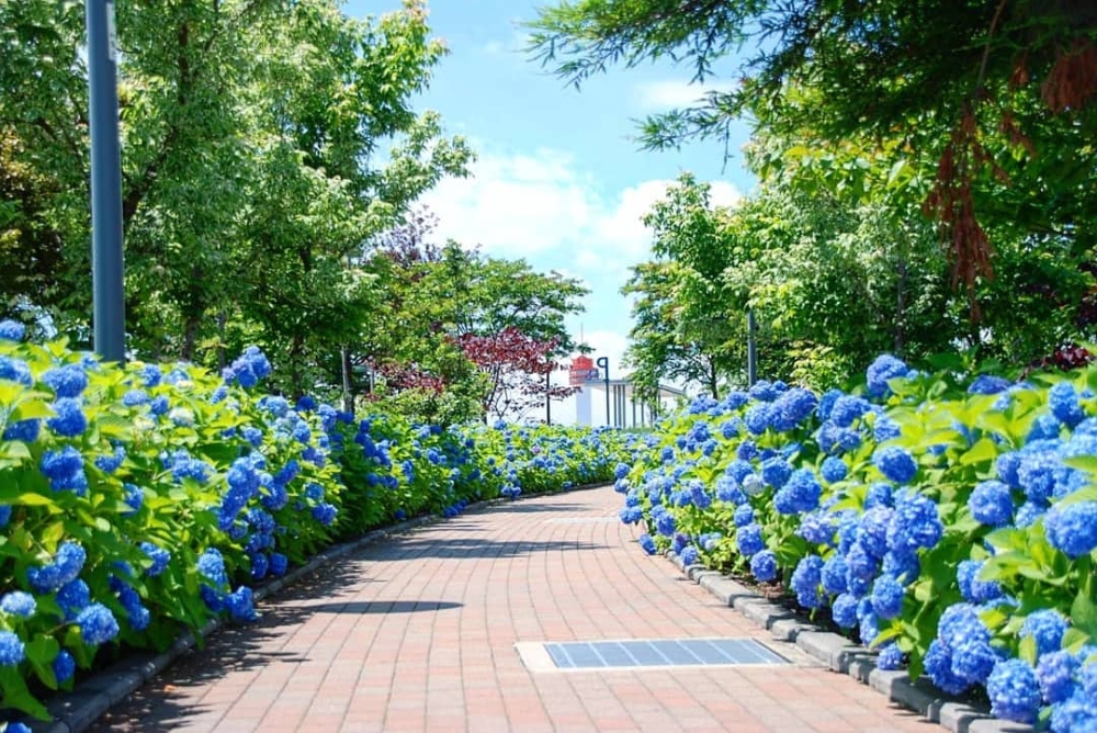 感覺被繡球花包圍超夢幻！