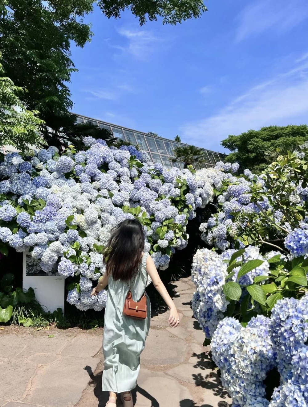 夏天去濟州島,可以見到繡球花盛開的美景~