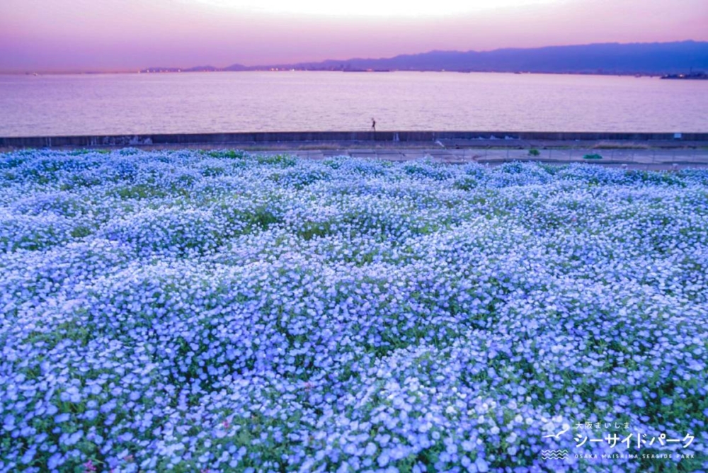 日本粉蝶花景點2024：大阪大阪舞洲海濱公園。