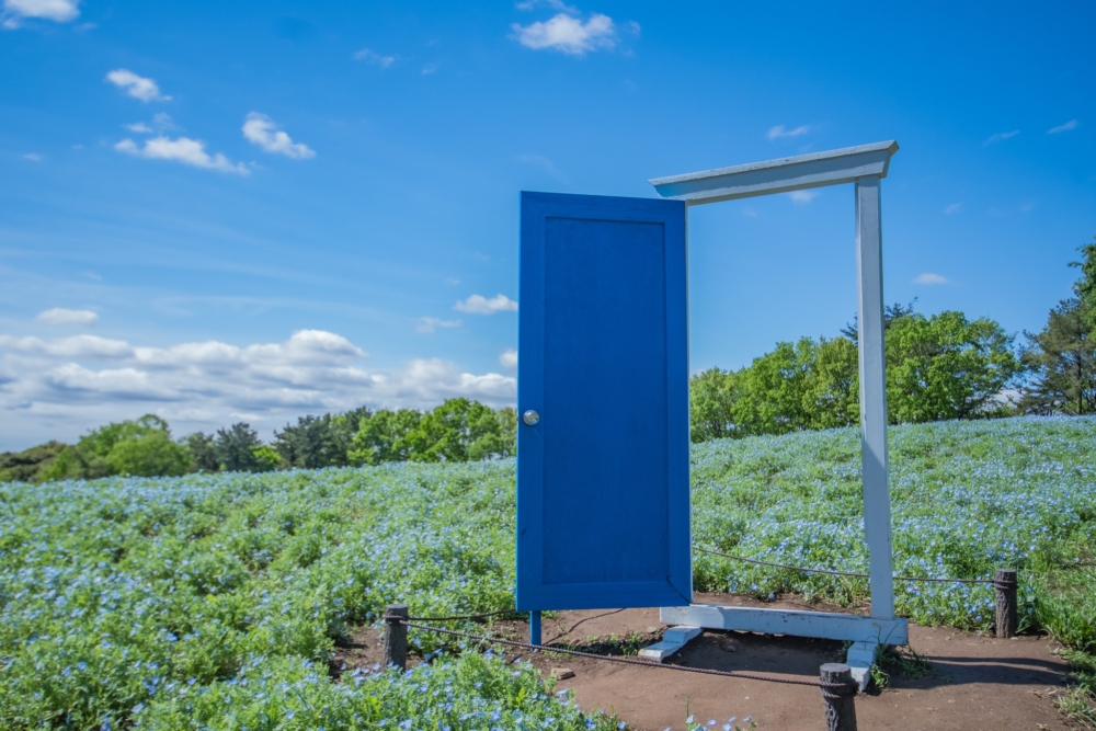 粉蝶花花田中設有各種打卡裝置～
