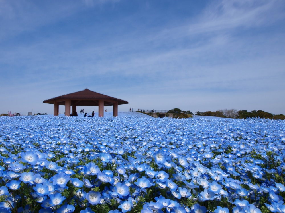 日本粉蝶花景點2024：福岡縣國營海中道海濱公園。