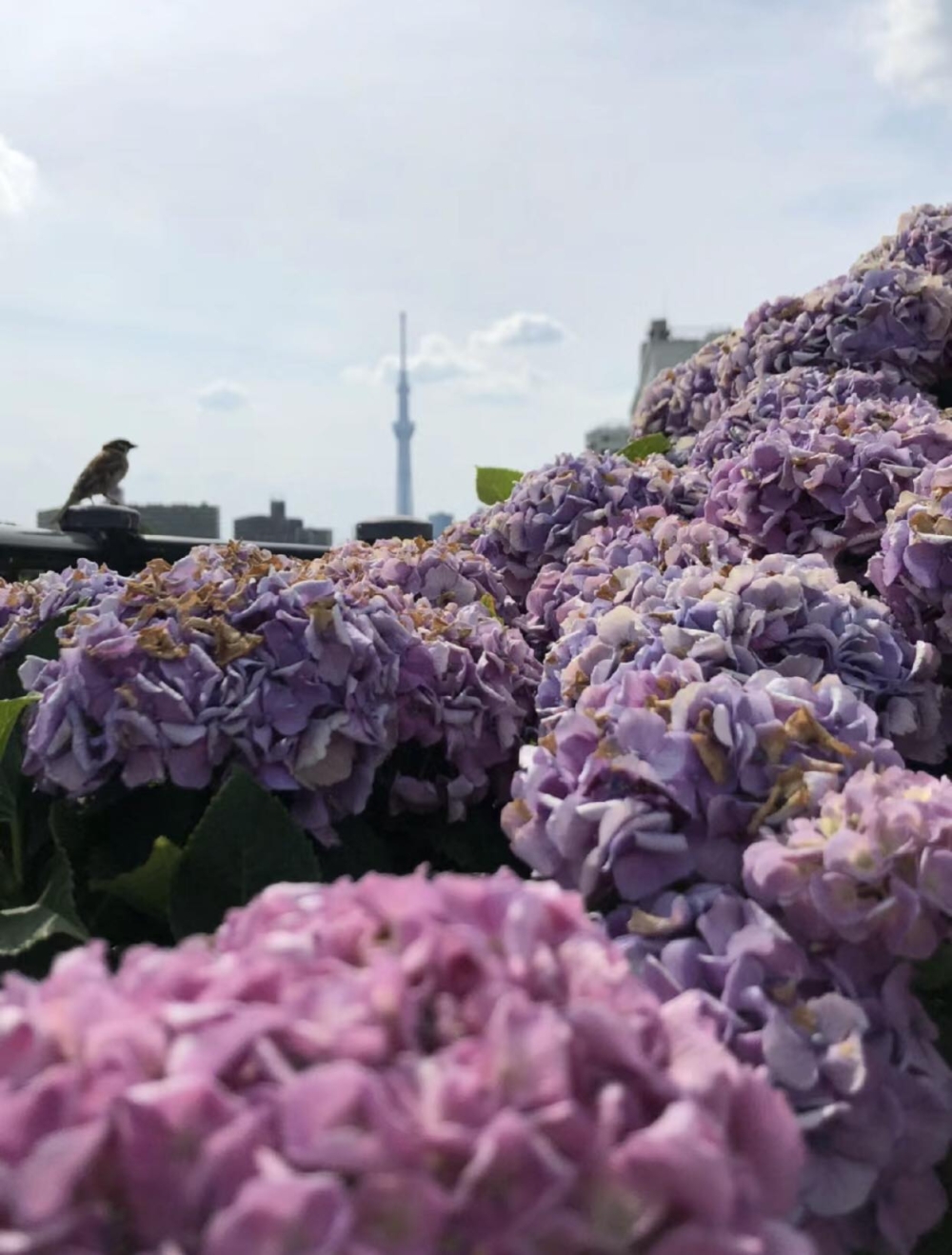 可以拍到繡球花及晴空塔的同框畫面！