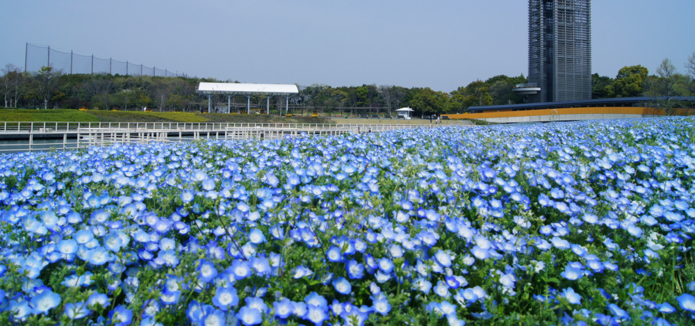 日本粉蝶花景點2024：靜岡縣_濱名湖Garden Park。