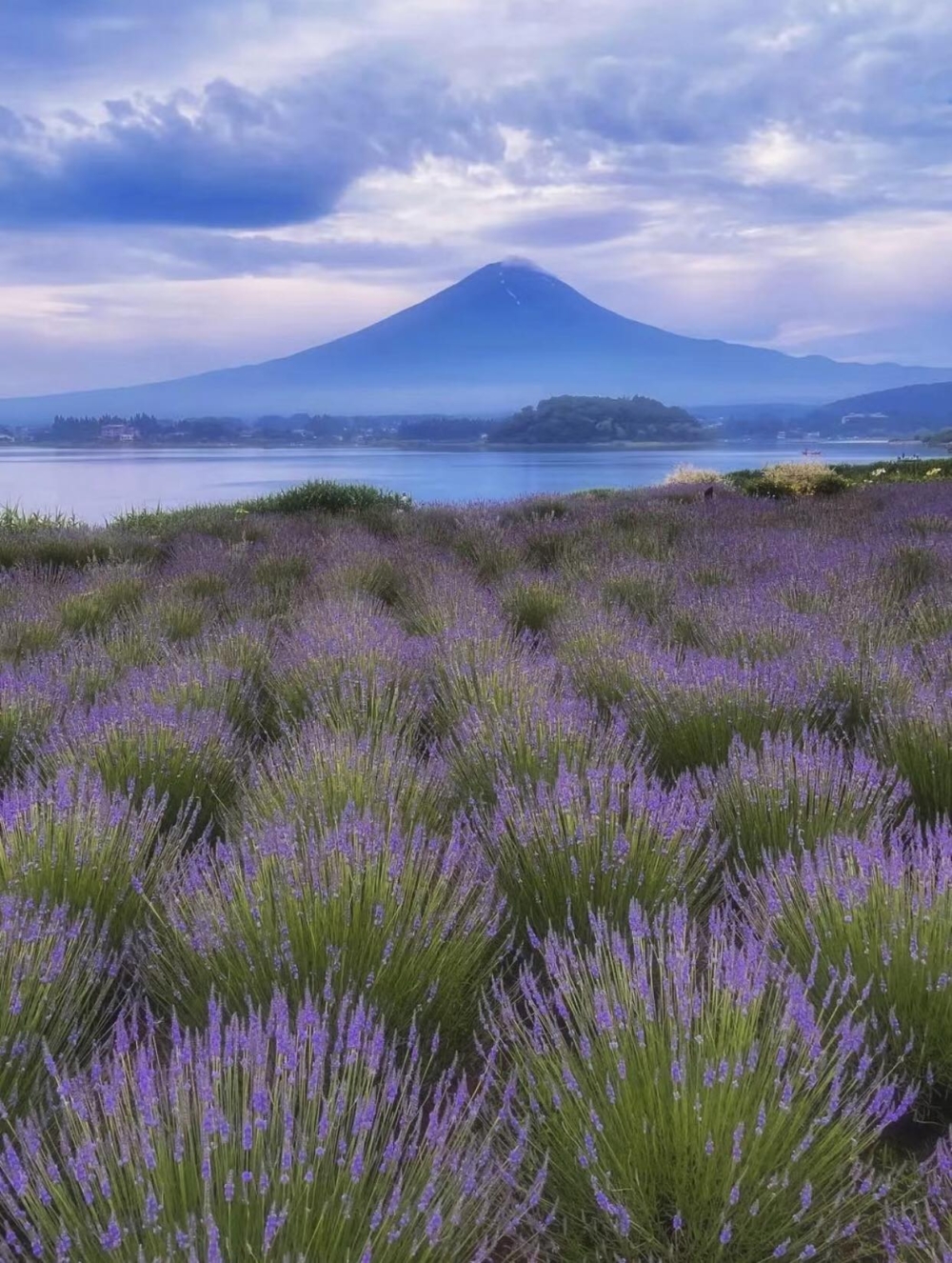 河口湖薰衣草祭是東京周邊觀賞美麗薰衣草的最佳地點之一！