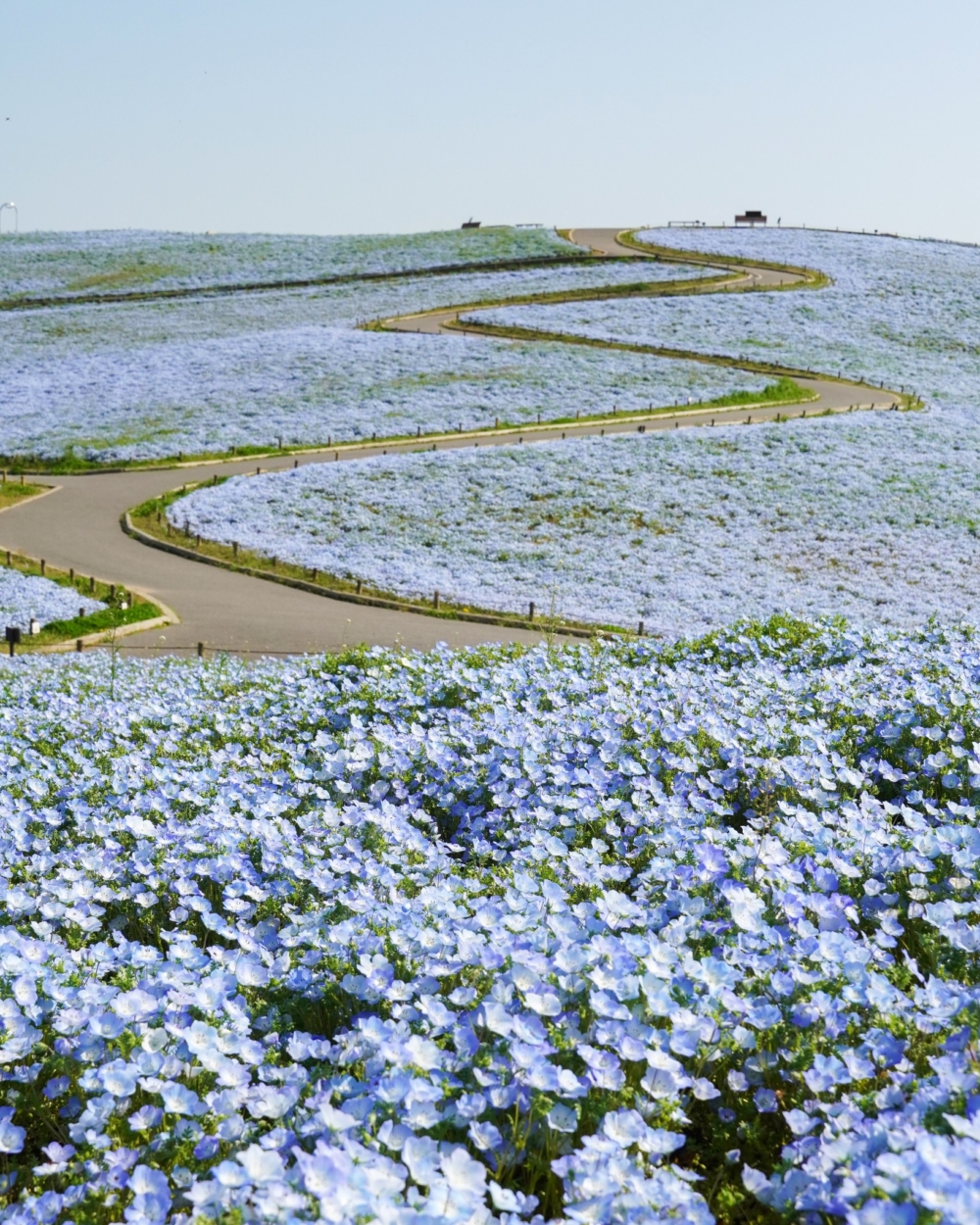日本粉蝶花景點2024：茨城縣國營常陸海濱公園。