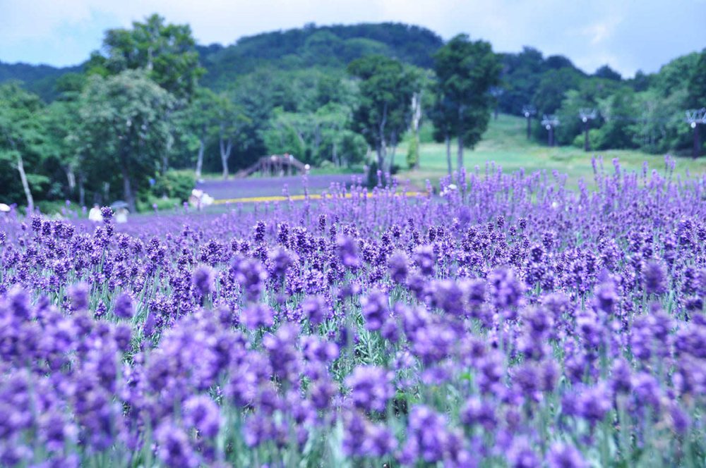 玉原薰衣草公園。