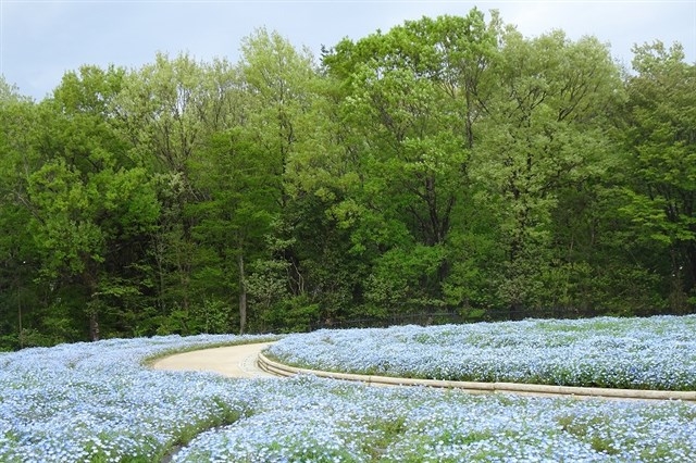 沿著公園的散步道，觀賞到步道兩側約10萬株盛開的粉蝶花～