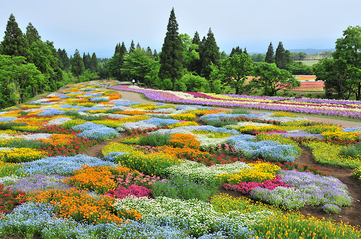 不同種類及顏色的花卉交織在一起，猶如一幅畫！