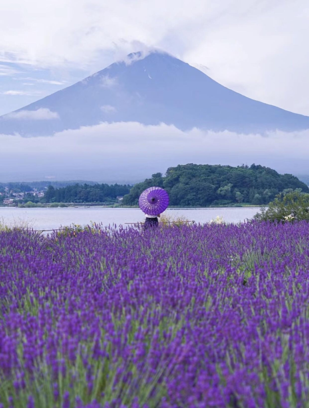 薰衣草祭今年已經迎來第32屆，是富士河口湖超具代表性的夏季一大盛事～