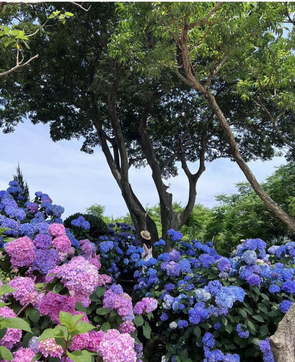 Manor Blanc種植的繡球花主要屬於歐洲品種,可見不同的花色綻放!