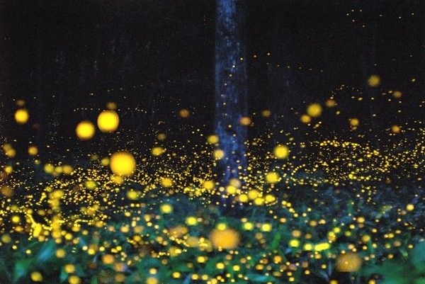 東京久我山螢火蟲祭。