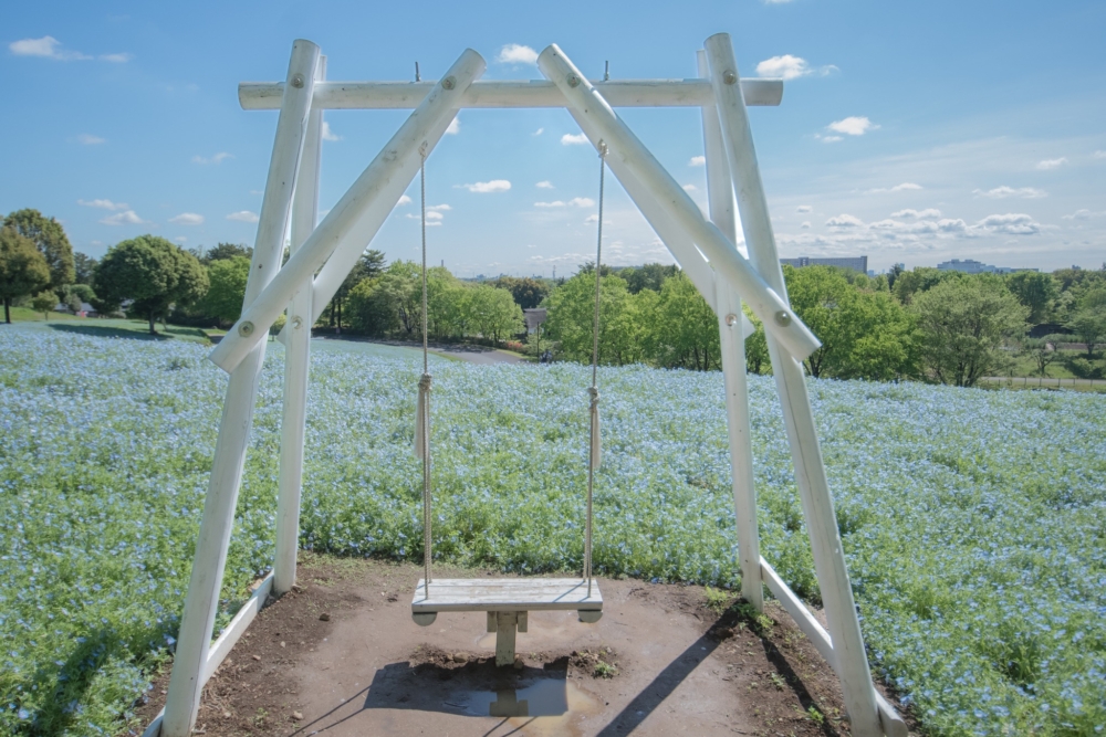 坐在韆鞦上，背景是一片粉蝶花海，超美！