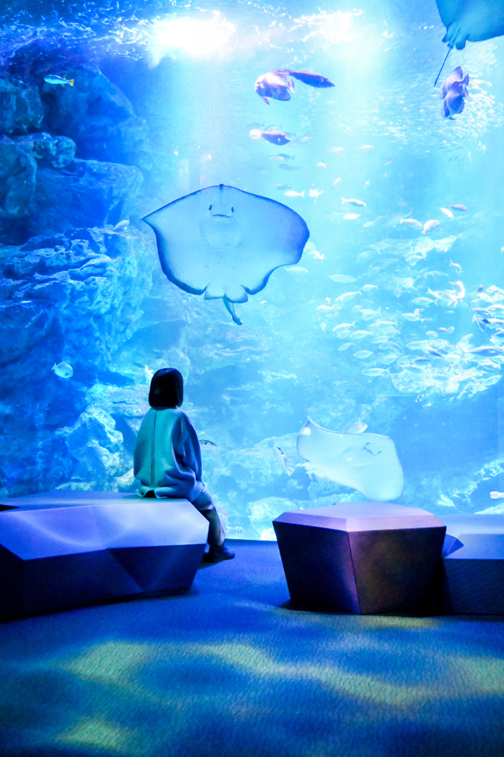 京都水族館是日本最大的內陸型水族館～