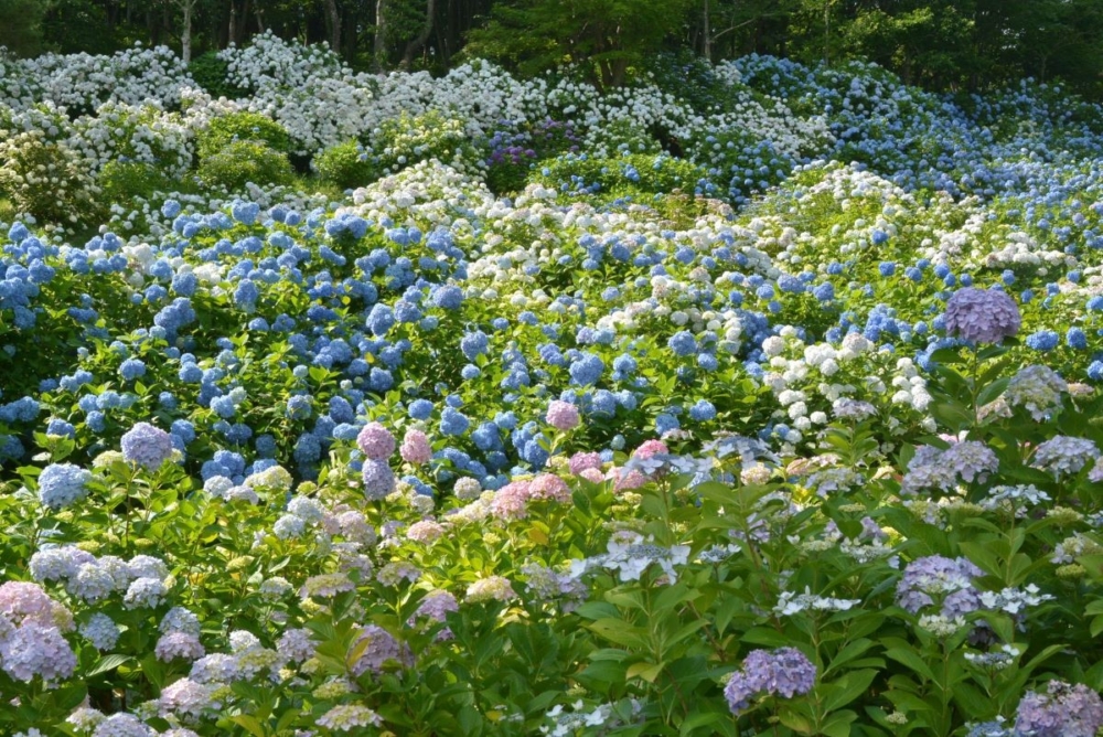 每年夏天，約百種、10萬株繡球花在舞鶴自然文化園內燦爛綻放～