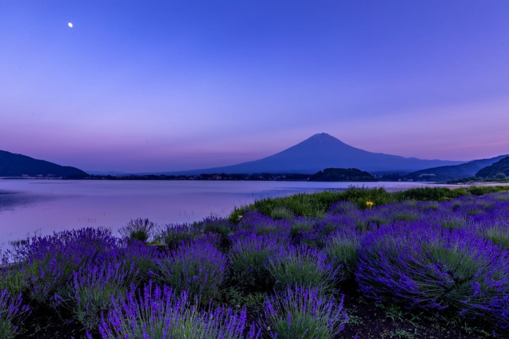 富士急行河口湖線至河口湖站後，可選擇乘搭「富士五湖遊覽巴士」或步行前往薰衣草祭的舉辦場所～