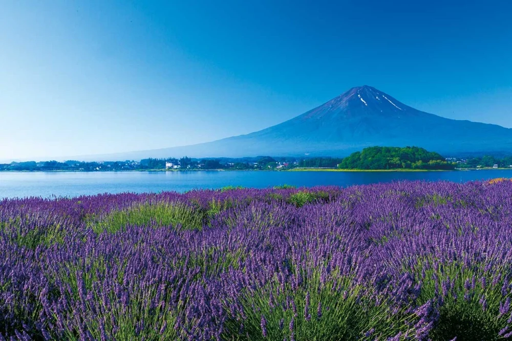 富士河口湖薰衣草祭於每年6月至7月登場！