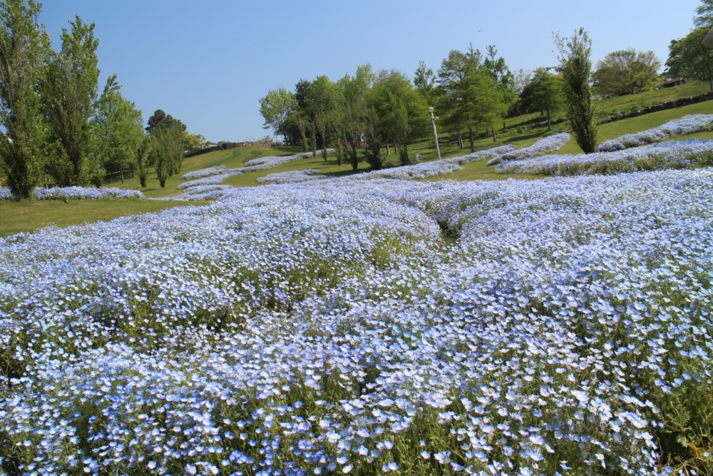 日本粉蝶花景點2024：兵庫縣淡路島國營石海峽公園。