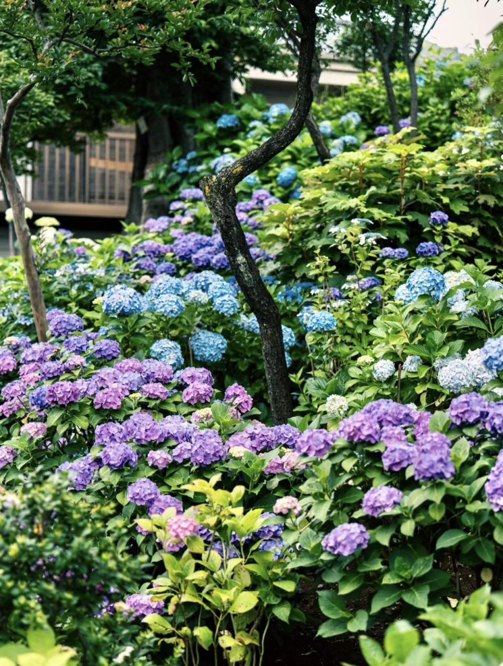 白山神社境內及相鄰的白山公園可以觀賞到約3,000株繡球花盛開的美景～