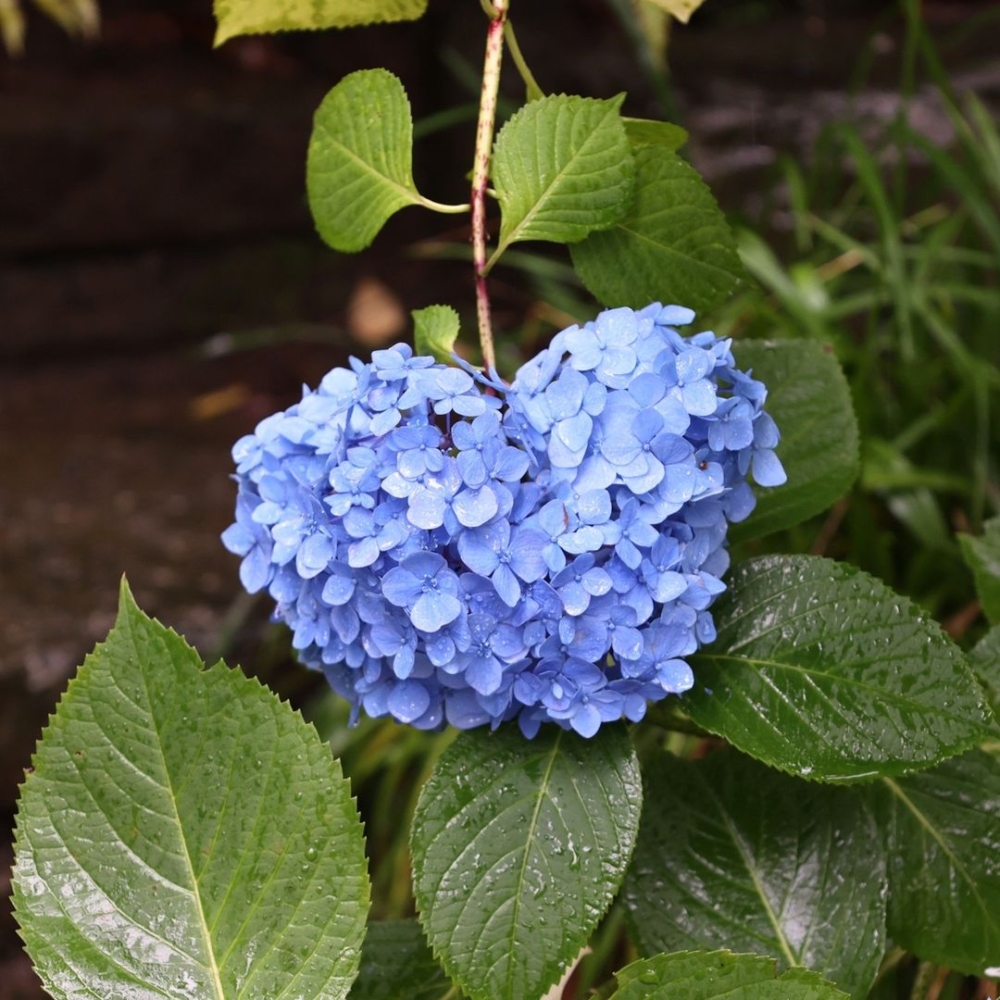 高幡不动尊金剛寺。