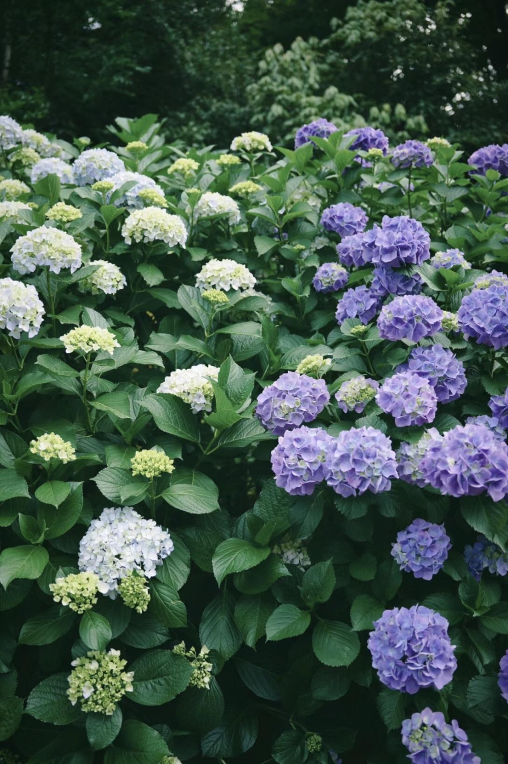 每年6月，長約350米的「飛鳥小徑」會變成「繡球花小徑」～