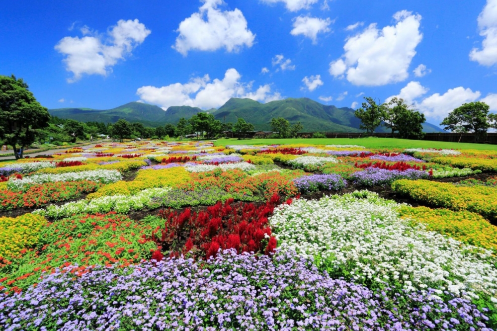 久住花公園一年四季可以看到約500種、500萬不同花卉接力綻放!