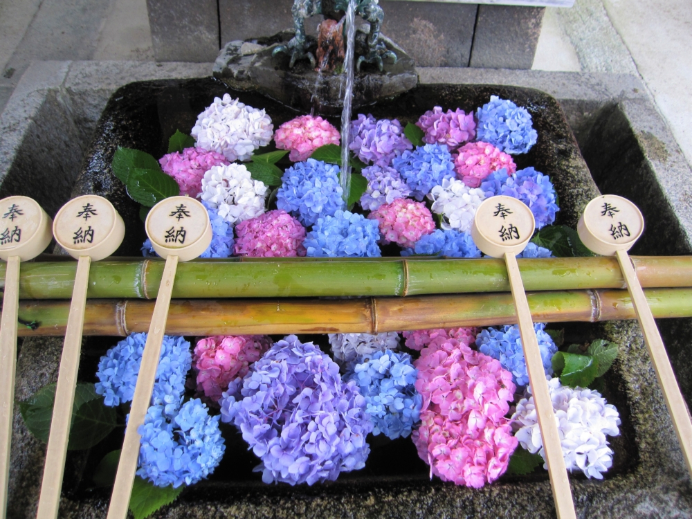 藤森神社分成2個繡球花苑供大家觀賞～