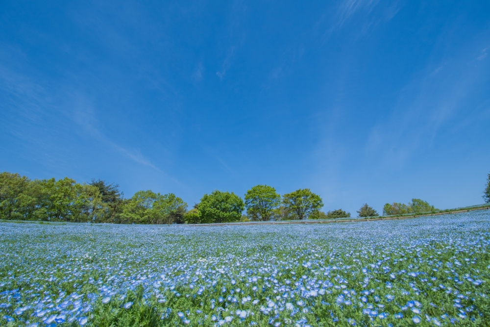 日本粉蝶花景點2024：東京國營昭和紀念公園。