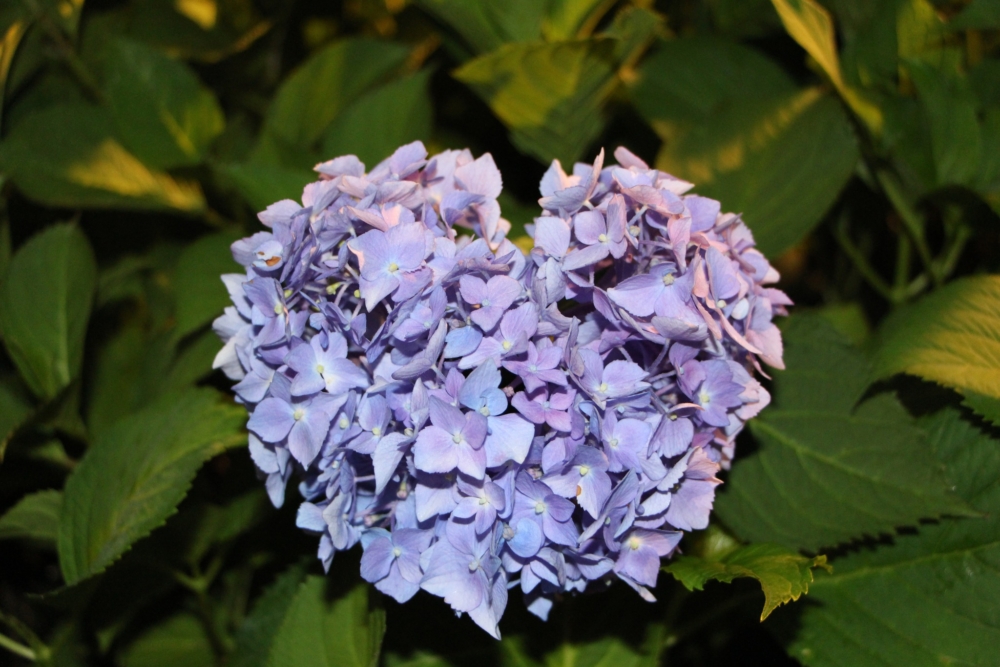三室戶寺又稱「紫陽花寺」，種植了約50個品種、2萬株繡球花！