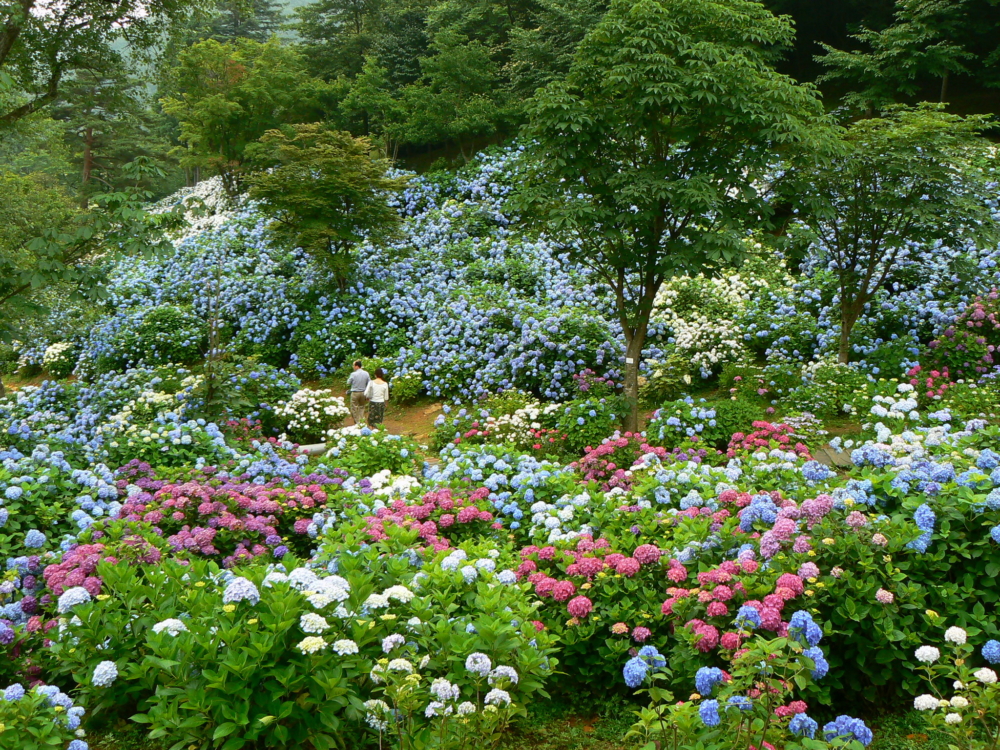 進入夏天，日本京都及大阪擁有多個觀賞繡球花的好去處，打卡一流！