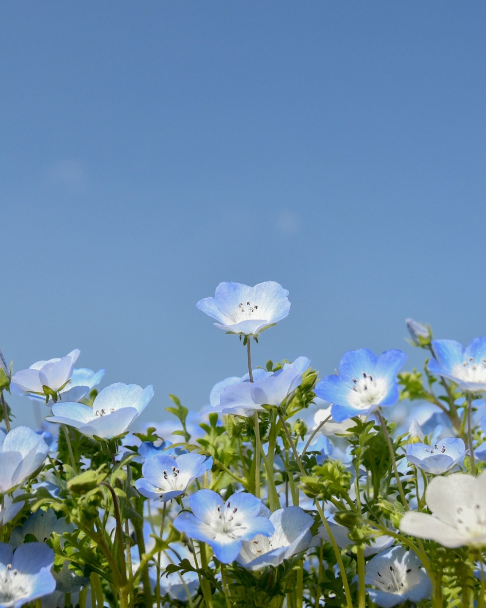 4月至6月是粉蝶花的季節，日本各地都可以見到超夢幻的粉藍花海！
