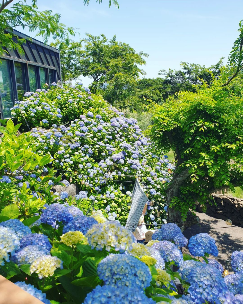 濟州島繡球花景點推介:Manor Blanc。