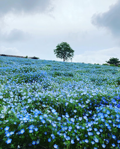 日本粉蝶花景點2024：大分縣久住花公園。