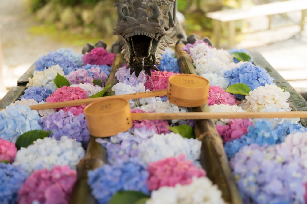 以繡球花點綴的花水手舍絕美～