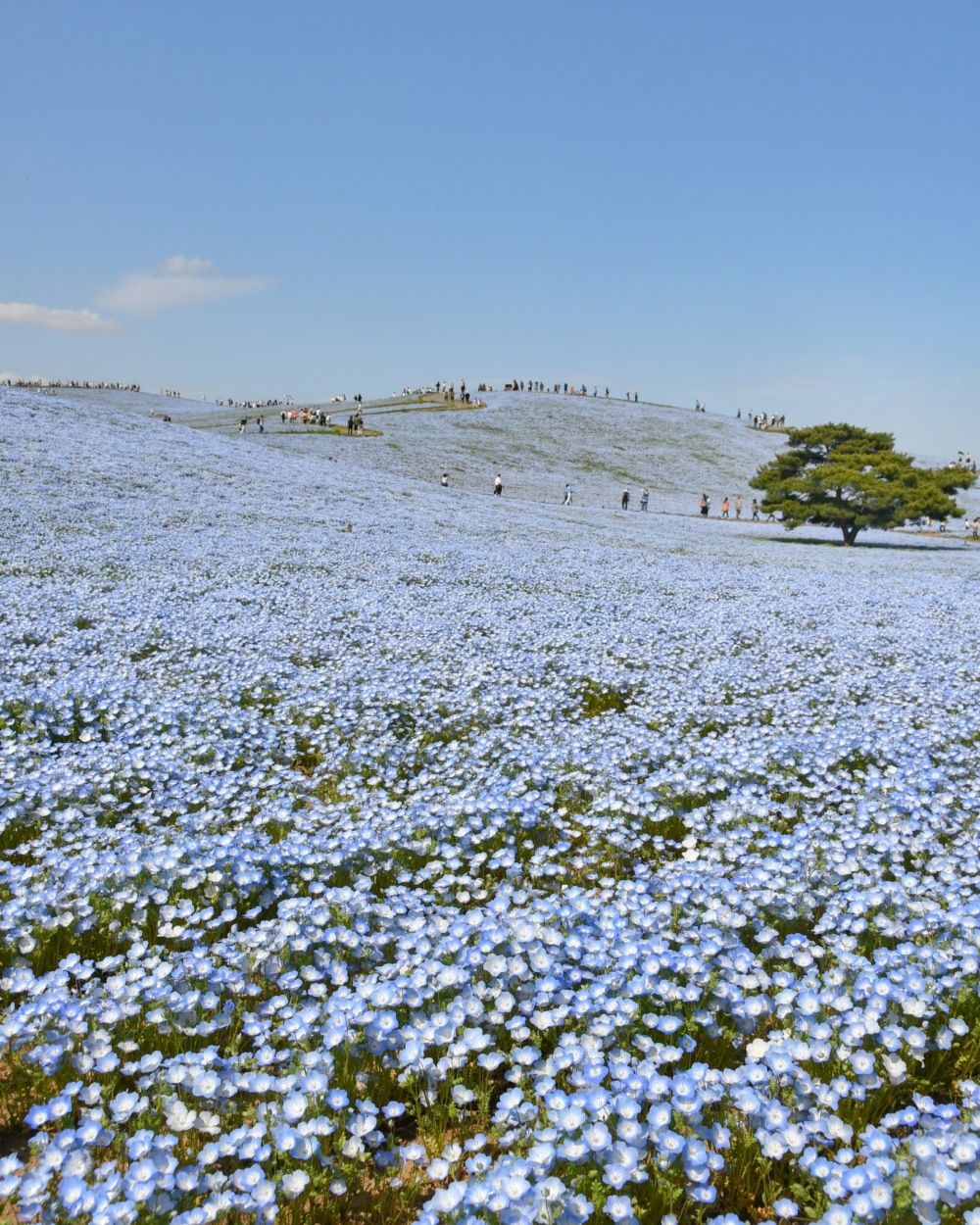 國營常陸海濱公園是日本最具代表性粉蝶花打卡熱點！