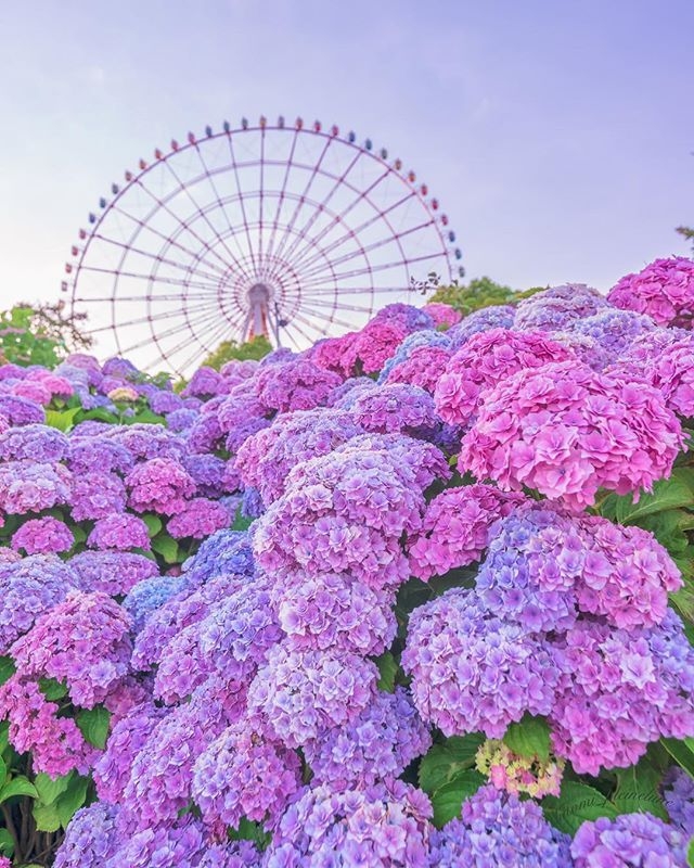 每年5月下旬至7月中旬是日本繡球花季～