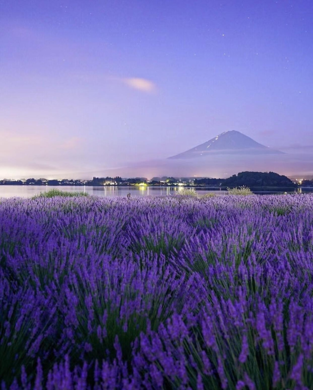 河口湖薰衣草祭2024於6月22日至7月15日舉辦～