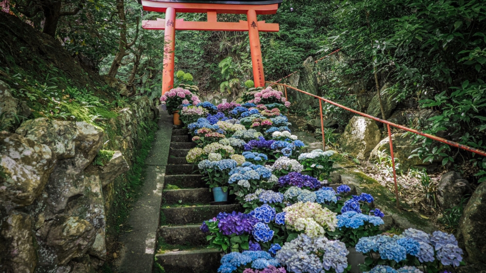 柳谷觀音楊谷寺。